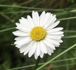 Bellis perennis (2020, April 17)