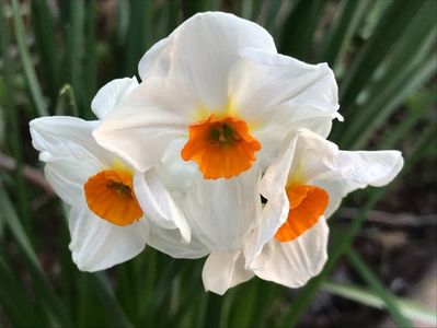 Narcissus Geranium (2020, March 30)