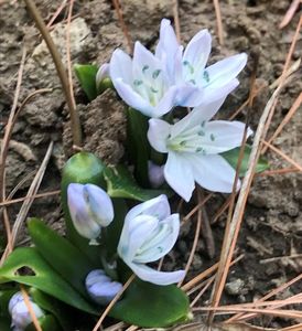 Scilla tubergeniana (2020, Feb.24)