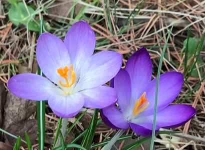 Crocus chrysanthus  (2020, March 03)