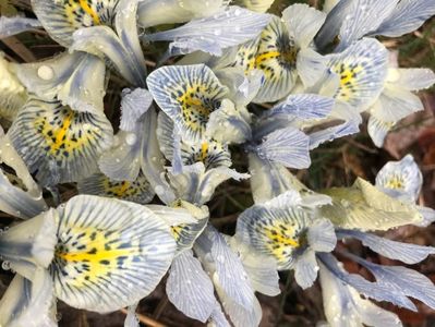 Iris Katharine Hodgkin (2020, March 05)