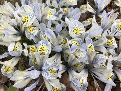 Iris Katharine Hodgkin (2020, March 06)