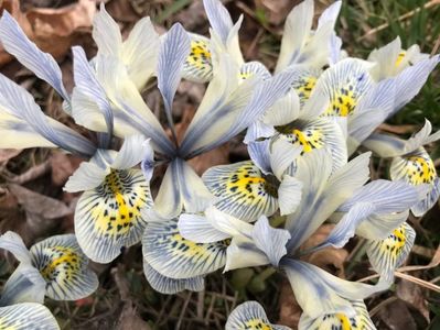 Iris Katharine Hodgkin (2020, March 06)