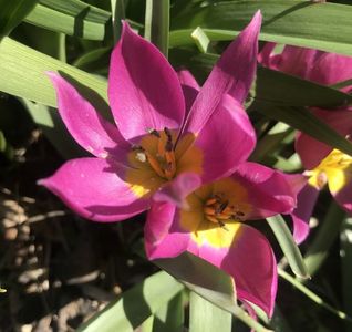 Tulipa pulchella Violacea (2020, April02)