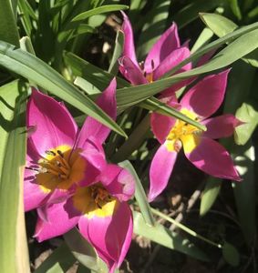 Tulipa pulchella Violacea (2020, April02)