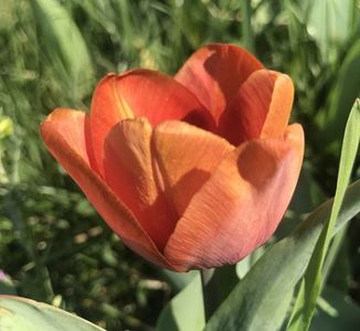 Tulip Cairo (2020, April 12)