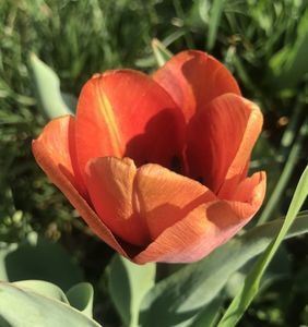 Tulip Cairo (2020, April 12)