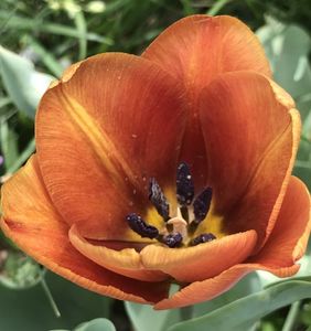 Tulip Cairo (2020, April 17)