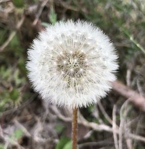 Dandelion (2020, April 19)