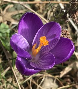 Crocus Flower Record (2020, March 07)