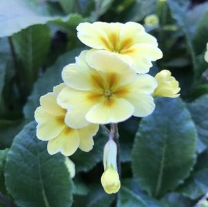 Yellow Primrose (2020, April 10)