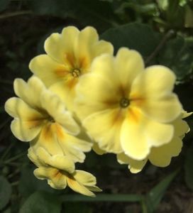 Yellow Primrose (2020, April 13)