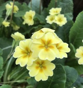 Yellow Primrose (2020, April 17)