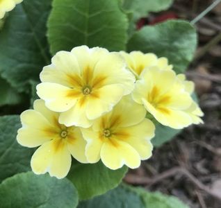 Yellow Primrose (2020, April 17)