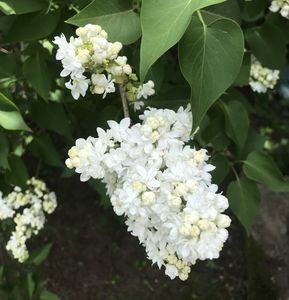 White Lilac (2020, April 17)