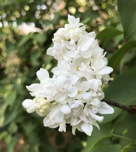 White Lilac (2020, April 19)