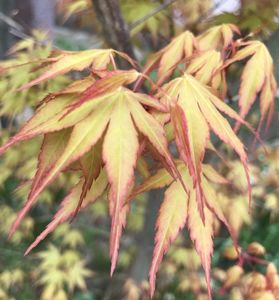 Acer palmatum Katsura (2020, April 01)