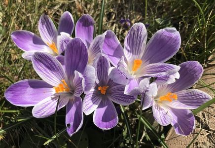 Crocus Pickwick (2021, March 26)