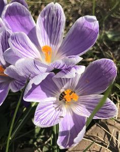 Crocus Pickwick (2021, March 26)