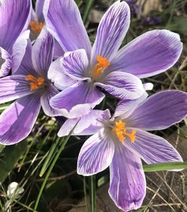 Crocus Pickwick (2021, March 26)