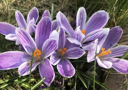 Crocus Pickwick (2021, March 26)