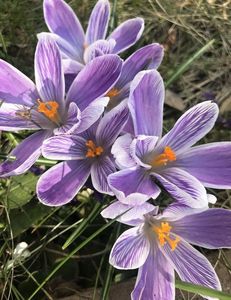 Crocus Pickwick (2021, March 26)