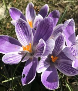 Crocus Pickwick (2021, March 26)