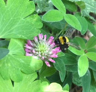 BumbleBee on Red Clover ('20, June 20)