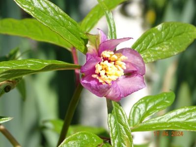 paeonia mairei