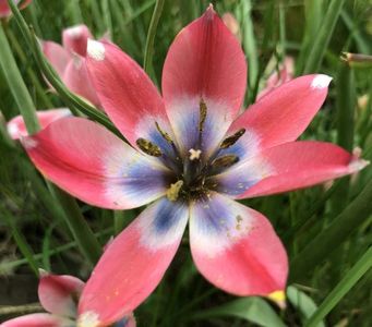 Tulipa Little Beauty (2021, May 01)