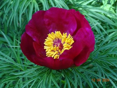 paeonia tenuifolia