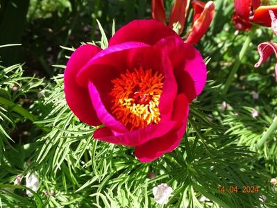 paeonia tenuifolia