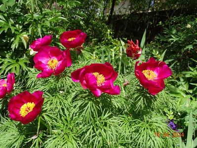 paeonia tenuifolia