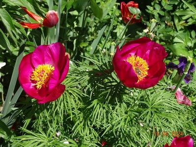 paeonia tenuifolia