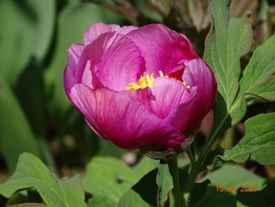 paeonia mollis