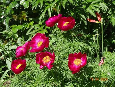 paeonia tenuifolia