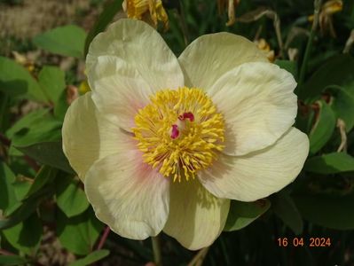 paeonia mlokosewitschii