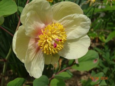 paeonia mlokosewitschii