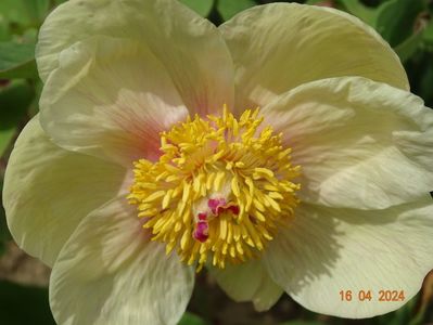 paeonia mlokosewitschii