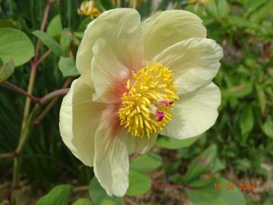 paeonia mlokosewitschii