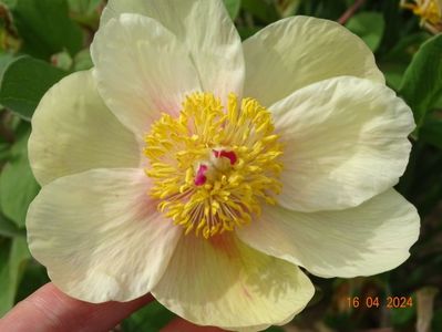 paeonia mlokosewitschii