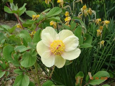 paeonia mlokosewitschii