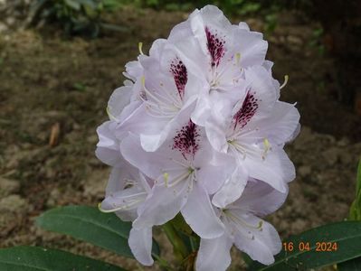 rhododendron Calsap