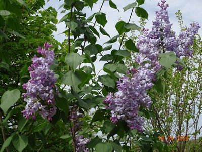 syringa Clarks Giant