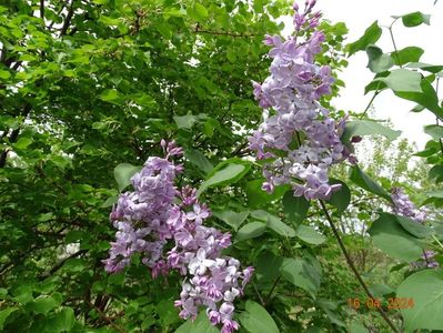 syringa Clarks Giant