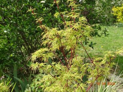 acer palmatum Seiryu