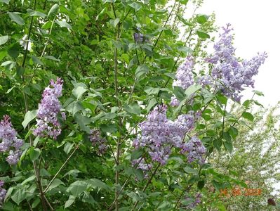 syringa Clarks Giant