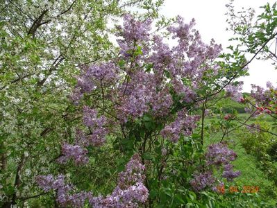 syringa Sarah Sands