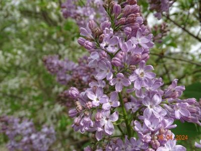 syringa Sarah Sands