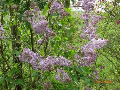 syringa Sarah Sands